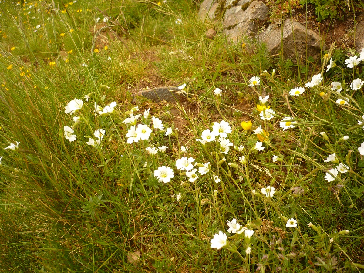 Cerastium alpinum (Caryophyllaceae)